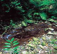 Wompoo Walk - Accommodation Mooloolaba