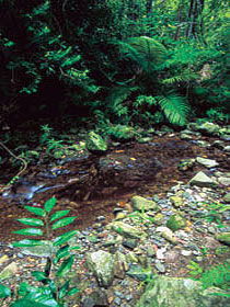 Wompoo Walk - Accommodation Mooloolaba 0