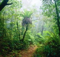 Lamington National Park Green Mountains Section - Accommodation Mooloolaba