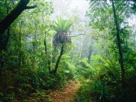 Lamington National Park, Green Mountains Section - Accommodation Mooloolaba 0