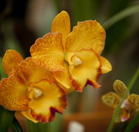 Queens Park - Orchid House - Accommodation Mooloolaba
