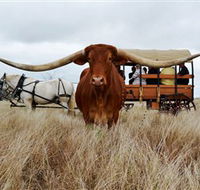 Texas Longhorn Wagon Tours and Safaris - Accommodation Mooloolaba