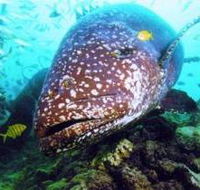 Lady Musgrave Island Dive Sites - Accommodation Mooloolaba