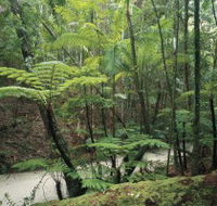 Fraser Island Great Walk - Accommodation Mooloolaba