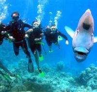 Henderson's Rock Dive Site - Accommodation Mooloolaba