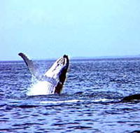 Whale Watching - Accommodation Mooloolaba