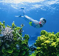 Wheeler Reef Dive Site - Accommodation Mooloolaba