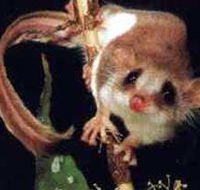 Carrowong Fauna Sanctuary - Accommodation Mooloolaba