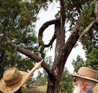 Charleville - Outback Native Timber Walk - Accommodation Mooloolaba