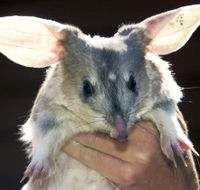 Charleville - Bilby Experience - Accommodation Mooloolaba