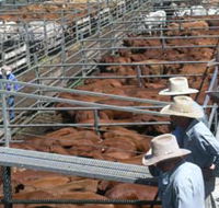 Dalrymple Sales Yards - Cattle Sales - Accommodation Mooloolaba