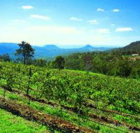 Preston Peak Wines - Accommodation Mooloolaba