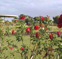 Elizabeth Park Rose Gardens - Accommodation Mooloolaba