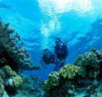Coral Gardens Dive Site - Accommodation Mooloolaba