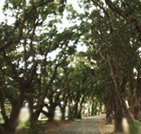 Mango Avenue - Accommodation Mooloolaba