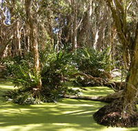 Arkarra Lagoons and Tea Gardens - Accommodation Mooloolaba