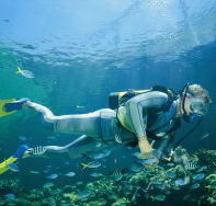 Manta Ray Bommie Dive Site - Accommodation Mooloolaba