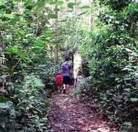 Malanda Falls Rainforest Walk Malanda Falls Conservation Park - Accommodation Mooloolaba