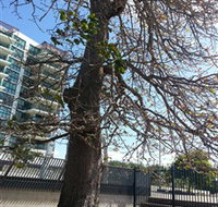 The Leichhardt Tree - Accommodation Mooloolaba