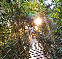 Tree Top Walkway - Accommodation Mooloolaba