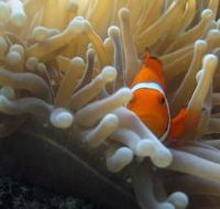 Flat Rock Dive Site - Accommodation Mooloolaba