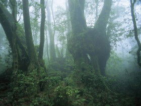 West Canungra Creek Circuit - Accommodation Mooloolaba 0