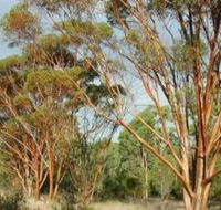 Myall Park Botanic Garden - Accommodation Mooloolaba