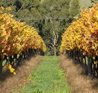 Wild Dog Winery  Restaurant - Accommodation Mooloolaba