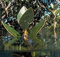 Jawbone Marine Sanctuary - Accommodation Mooloolaba