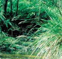 Lerderderg State Park - Accommodation Mooloolaba