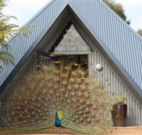 Halls Gap Zoo - Accommodation Mooloolaba