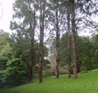 Mount Dandenong Arboretum - Accommodation Mooloolaba