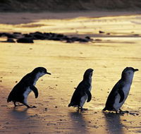 Phillip Island Nature Park - Accommodation Mooloolaba