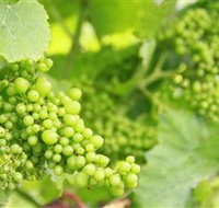 Waratah Hills Vineyard - Accommodation Mooloolaba