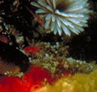 Point Cooke Marine Sanctuary - Accommodation Mooloolaba