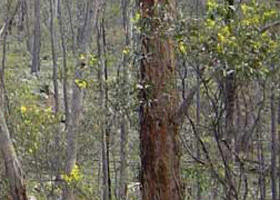 Heathcote-Graytown National Park - Accommodation Mooloolaba 0
