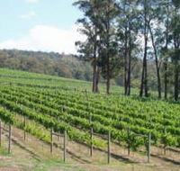 Piedmont Vineyard - Accommodation Mooloolaba