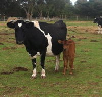 Animal Land Children's Farm - Accommodation Mooloolaba