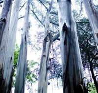 Dandenong Ranges National Park - Accommodation Mooloolaba