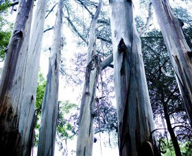 Dandenong Ranges National Park - Accommodation Mooloolaba 0