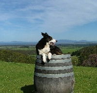 Windy Ridge Vineyard and Winery - Accommodation Mooloolaba