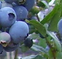 Tuckerberry Hill - Accommodation Mooloolaba