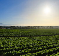 GREENSTONE VINEYARDS - Accommodation Mooloolaba