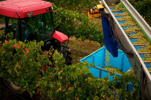 GREENSTONE VINEYARDS - Accommodation Mooloolaba 3