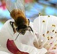 Clayridge Honey - Accommodation Mooloolaba