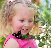 Coffs Harbour Butterfly House - Accommodation Mooloolaba
