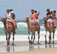 Camel Rides with Coffs Coast Camels - Accommodation Mooloolaba