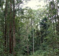 Bongil Bongil National Park - Accommodation Mooloolaba