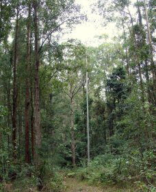 Bongil Bongil National Park - Accommodation Mooloolaba 0