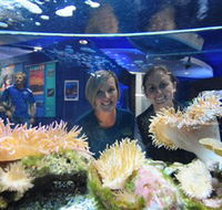 Solitary Islands Aquarium - Accommodation Mooloolaba